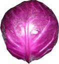 Red Cabbage