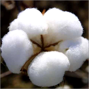 Raw Cotton
