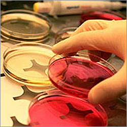Oil & Lubricants