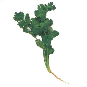Coriander Leaves