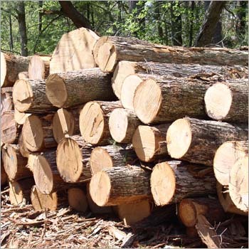 Cut Timber
