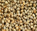 Green Millet ( Bajara)