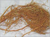 Vetiveria zizanioides (Khus Root)