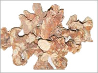 Alpinia galanga (Kulanjan)