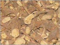 Glycyrrhiza glabra (Mulethi)