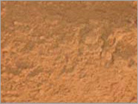 Terminalia arjuna (Arjuna Powder)