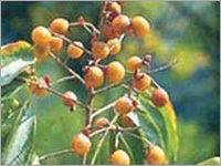 Withania somnifera (Asgandh)