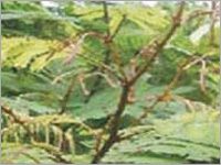 Acacia concinna (Shikakai)