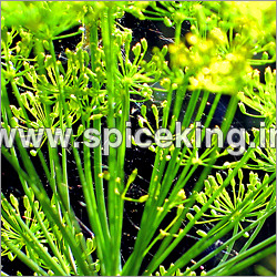 Dill Oil