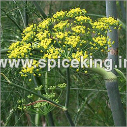 Fennel Oil