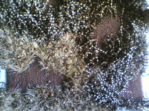 Polyester Shaggy Carpets