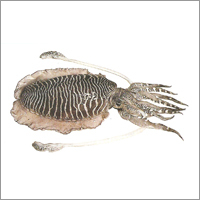 Cuttle Fish
