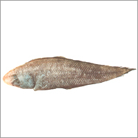 Sole Fish