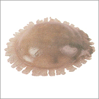 Jelly Fish