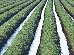 Amber-Brown Soil Enhancer
