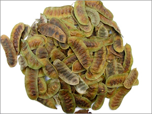 Senna Pods