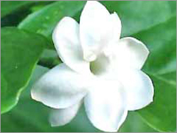 White Jasmine Flowers - Seasonal Bloom White Color | Fragrant Elegant Aromatic Vine with 5-8 Petals