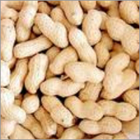 Shelled Peanut