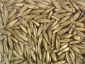 Bamboo Seeds (bambusa Arundinacea)
