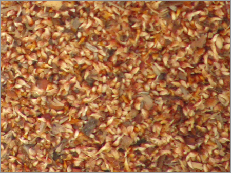 Fig Seeds (Ficus Relegiosa)