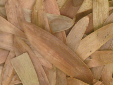 Anjan Seeds (Hardwickia Binata)