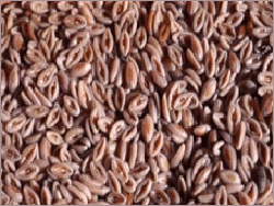Psyllium Seeds
