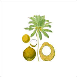 Coconut