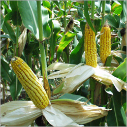 Corn