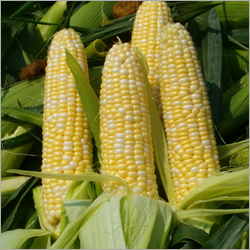 Corn