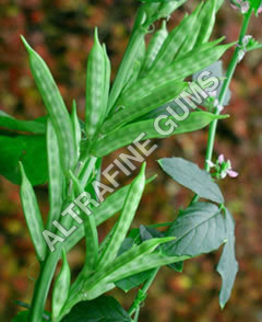 Guar Gum Powder