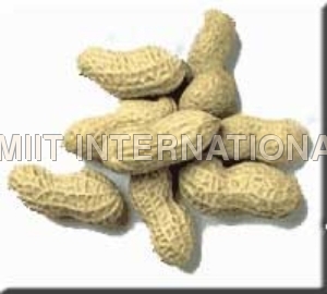 Groundnut