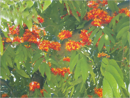 Ashok Tree