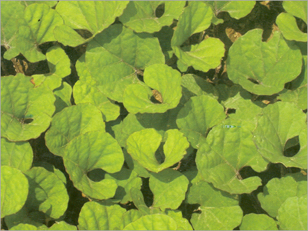 Mandukaparni Plant