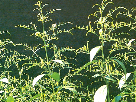 Kalmegh Plant