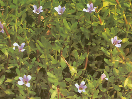 Brahmi Plants