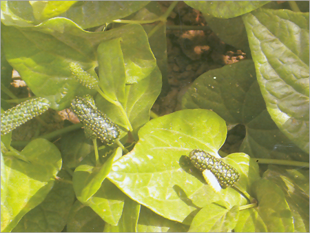 Pippali Plant