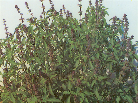 Tulsi Plant