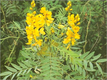 Senna (Cassia Senna)