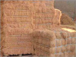 Coconut Fibre