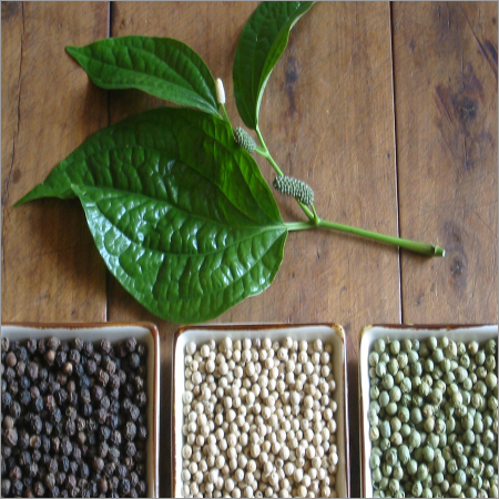 Peppers Leaf - Dark Green, Heart-Shaped Herb Leaf | Aromatic, Stimulating, Antiseptic, Ayurvedic, Medicinal