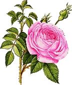 Rose Essential Oil