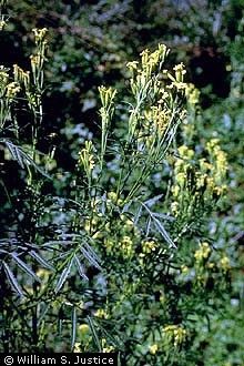 Tagetes Essential Oil