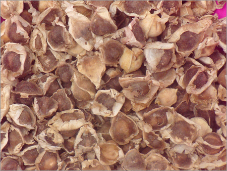 Moringa Ptergosperma