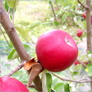 Red Apples