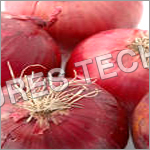 Red Indian Onions