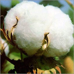 Raw Cotton