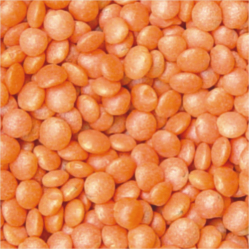 RED LENTIL