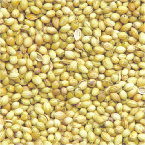 CORIANDER SEEDS