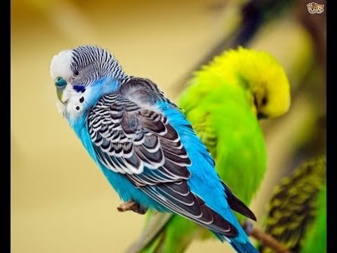 Emerald Budgerigars