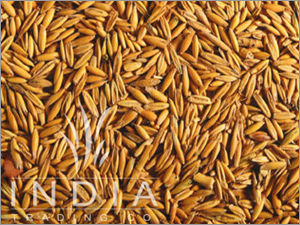 Yellow Barley Seed